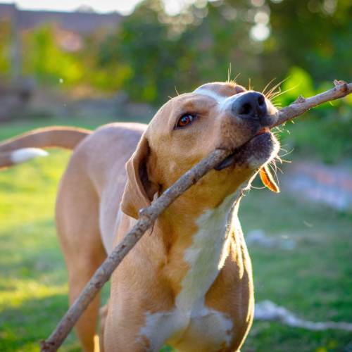 A close up of a dog playing with a stick